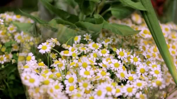 White Daisies Sun White Daisies Wind Swaying Close Concept Nature — Stock Video