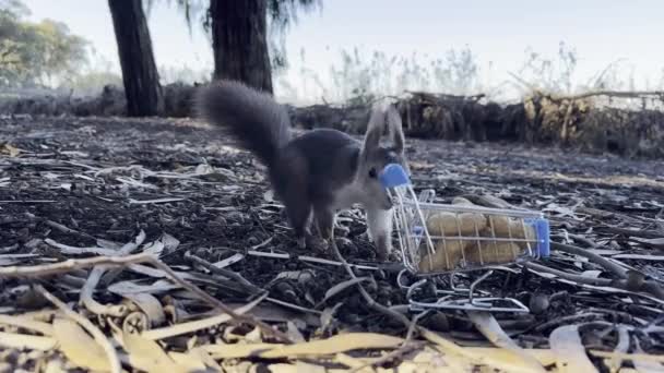 Fütterung Eines Eichhörnchens Mit Nüssen Einem Kleinen Einkaufswagen Einem Park — Stockvideo
