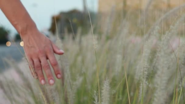 Mulher Mão Tocando Acariciando Folhas Planta Chá Verde Sob Luz — Vídeo de Stock