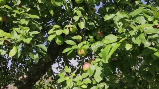 Zijn Veel Appels Zure Groene Appelboom Fruitige Appelboom Natuurlijke Boomgaard — Stockvideo