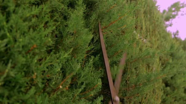 Чоловічий Садівник Обробляє Кущі Туї Обрізальними Ножицями Крупним Планом Високоякісні — стокове відео