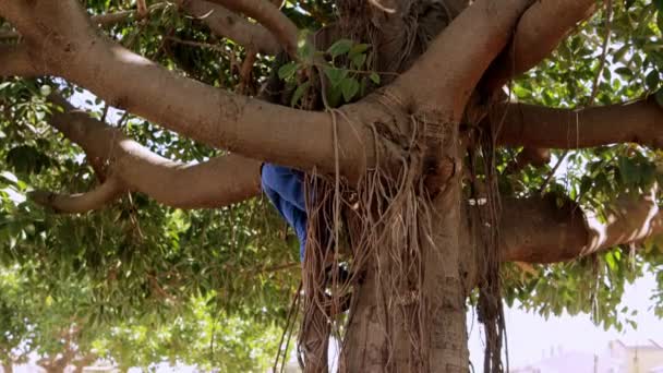 Aktywny Biały Uczeń Wspinający Się Drzewo Podczas Letnich Wakacji Parku — Wideo stockowe