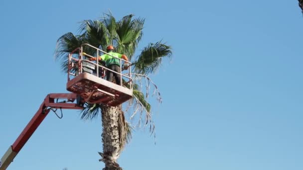 Trabalhador Plantando Vegetação Corta Folhas Ramos Uma Palmeira Dobrada Enquanto — Vídeo de Stock
