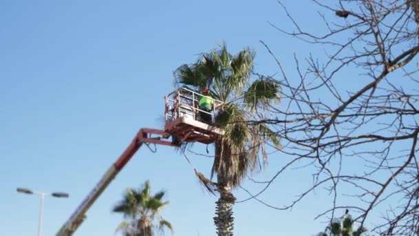 緑を植える労働者は 青空に対して油圧リフトの上に立っている間 積み重ねられたヤシの木の葉と枝をトリムします 高品質の4K映像 — ストック動画