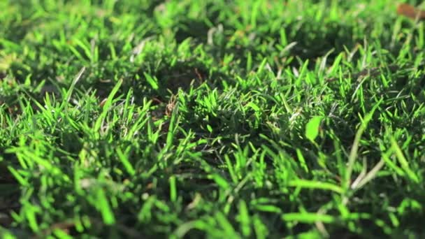 緑の草のクローズアップビデオムーブメント 左から右に 緑の草の質 高品質の4K映像 — ストック動画