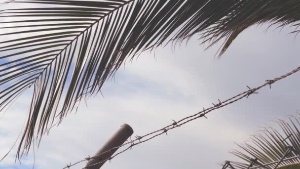 Dikenli Teller Arka Planda Gökyüzü Palmiye Ağaçları Yüksek Kaliteli Fullhd — Stok video