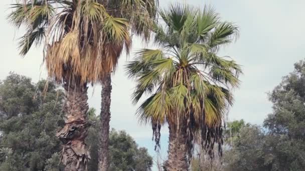 Zbliżenie Zielonej Palmy Błękitne Niebo Piękny Letni Krajobraz Wysokiej Jakości — Wideo stockowe