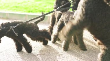 Köpekler parkta yürüyorlar. Parktaki köpekler.