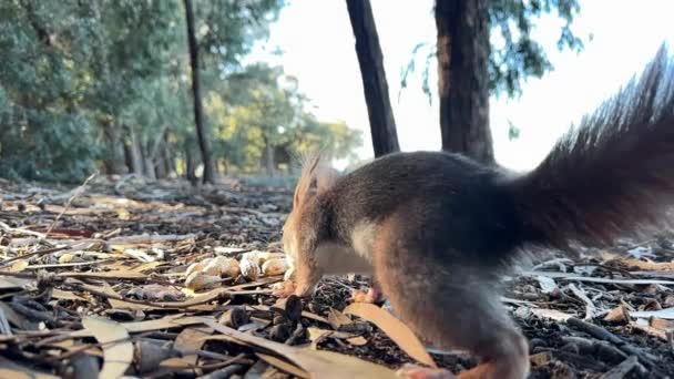 Ένας Σκίουρος Τρώει Ξηρούς Καρπούς Στο Κοντινό Δάσος Ζώο Άγριο — Αρχείο Βίντεο