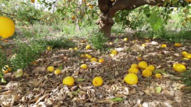 Bahçede sarı olgun meyveler