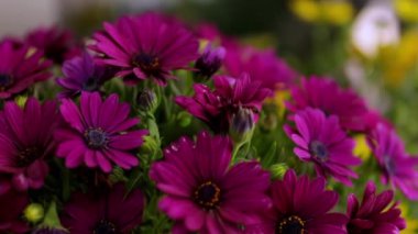 Bahçedeki güzel pembe çiçekler