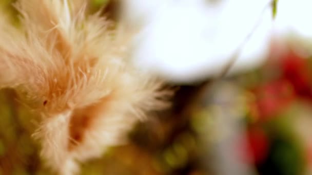Осіннє Листя Парку Осіннє Листя — стокове відео