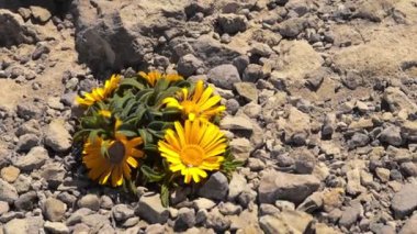 Çiçeklerin açtığı yakın çekim.