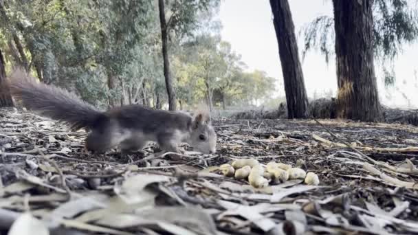 Egy Mókus Diót Eszik Őszi Erdőben Állati Vad Aranyos Rágcsáló — Stock videók