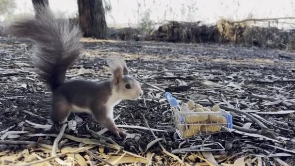 겨울에 스페인 마을의 공원에서 카트에 견과류 다람쥐 고품질 Fullhd — 비디오