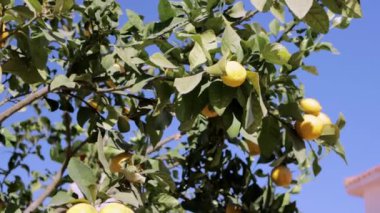 Gün batımında olgunlaşmış sarı limonlu limon ağacının güneşli detaylarını ele alalım. Yüksek kalite 4k görüntü