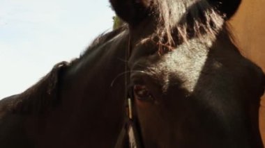 Kahverengi at kafası ahırda yakın plan portresi