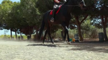 At çayırda zıplıyor.