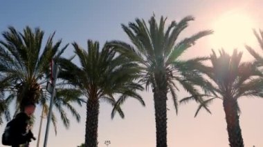 Palmiye ağaçlarıyla çevrili genç bir adam parkta yürüyor. Bir adam denize giden yolda yürüyor. Siyah elbiseli çekici bir çocuk yürüyüşe çıkar. Yüksek kalite 4k görüntü