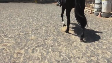 At otlakta, binicilik gösterisi