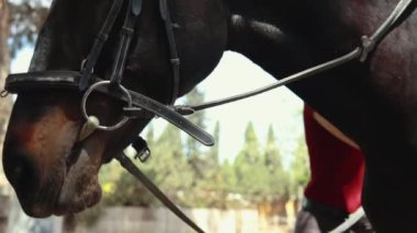 Bir atın portresi.
