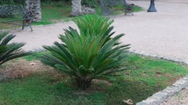 Güzel botanik fotoğrafı, doğal duvar kağıdı.