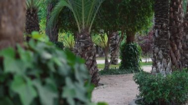 palm tree in the city park