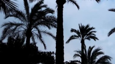 Mavi gökyüzüne karşı Palmiyelerin silueti