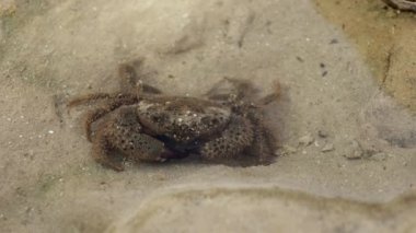 Bir örümcek oturuyor.