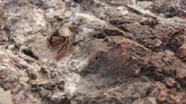 Gündüz vakti parktaki bir kayanın yakın görüntüsü.