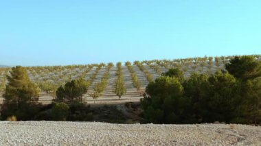 Sahada zeytin ağaçları, İspanya. Dağlardaki zeytin çiftliğinde yeşil zeytin ağaçları.