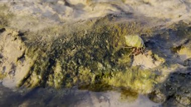 bir kayanın yüzeyi su ile