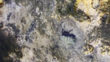 Deniz kıyısında küçük bir kaya var.