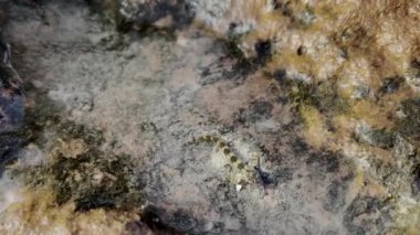 Doğal taş dokusu arka planı