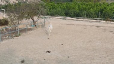 Kırsal kesimdeki çiftlikte yerde pipetli şirin beyaz bir atın yakın çekimi.