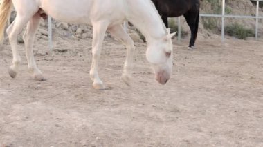 Beyaz yeleli ve beyaz yeleli bir atın dikey görüntüsü.