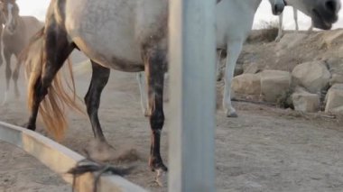 Sabah çiftlikteki atlar