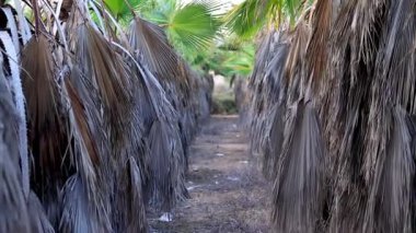 Tropikal bölgelerde palmiye ağaçları