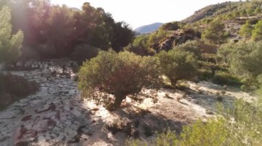 Ormanda bir ağacı olan güzel bir manzara.