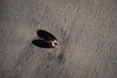 İzlanda 'dan gelen doğal doku, renk ve şekle yakın çekim. Arkaplan için güzel soyut ve sanatsal doğa.