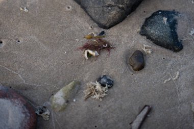 İzlanda 'dan gelen doğal doku, renk ve şekle yakın çekim. Arkaplan için güzel soyut ve sanatsal doğa.