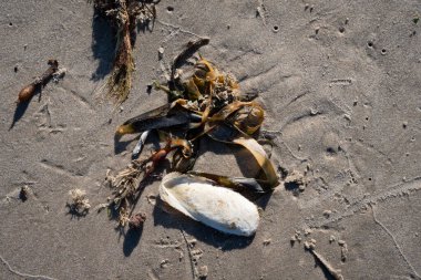 İzlanda 'dan gelen doğal doku, renk ve şekle yakın çekim. Arkaplan için güzel soyut ve sanatsal doğa.