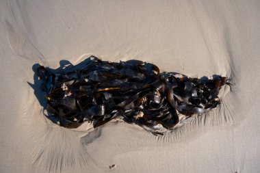 İzlanda 'dan gelen doğal doku, renk ve şekle yakın çekim. Arkaplan için güzel soyut ve sanatsal doğa.