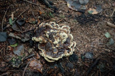 Mantar ve renkli yapraklarla ormanda sonbahar.