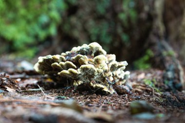 Mantar ve renkli yapraklarla ormanda sonbahar.