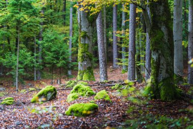 Mantar ve renkli yapraklarla ormanda sonbahar.