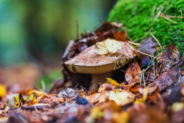 Mantar ve renkli yapraklarla ormanda sonbahar.