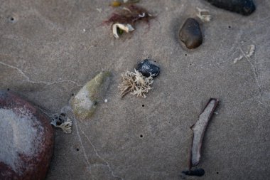 İzlanda 'dan gelen doğal doku, renk ve şekle yakın çekim. Arkaplan için güzel soyut ve sanatsal doğa.