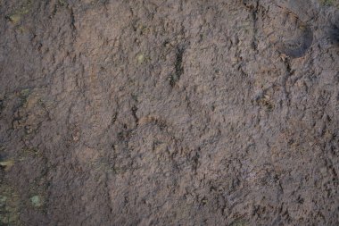 İzlanda 'dan gelen doğal doku, renk ve şekle yakın çekim. Arkaplan için güzel soyut ve sanatsal doğa.