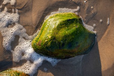 İzlanda 'dan gelen doğal doku, renk ve şekle yakın çekim. Arkaplan için güzel soyut ve sanatsal doğa.